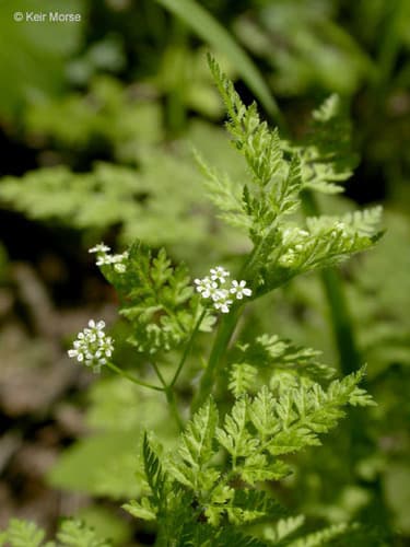 Bur Parsley