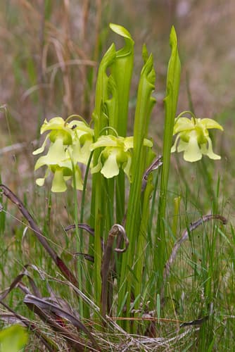 Pale Pitcher Plant Bonsai