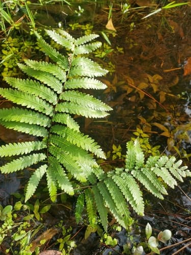 Virginia chainfern