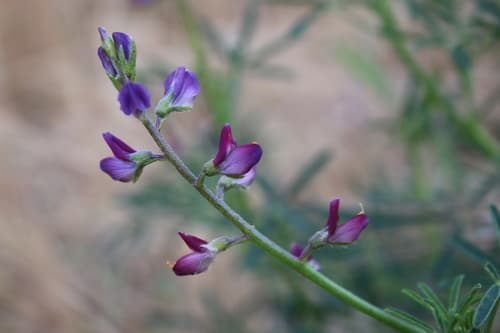 Collared Annual Lupine