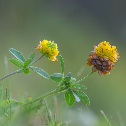 Brown Clover