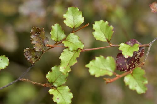 Red Beech Bonsai