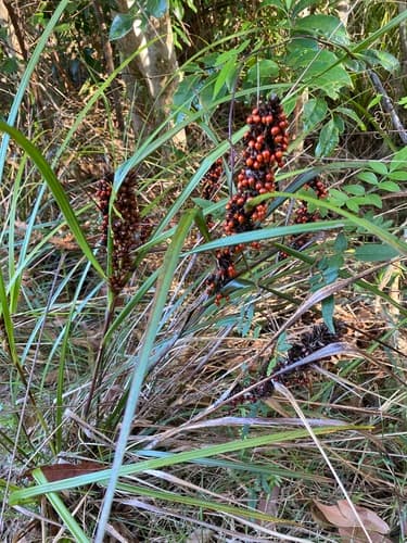 Red-berried Saw-sedge
