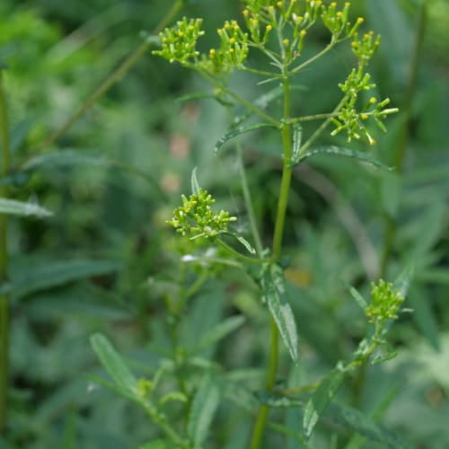 Coastal Burnweed