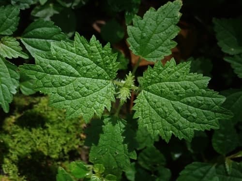 Japanese Nettle Bonsai
