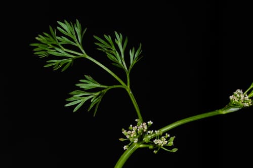 Marsh Parsley
