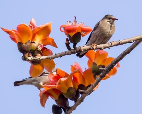 Red Silk Cotton Tree