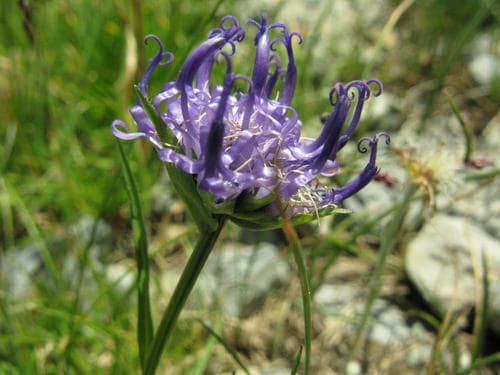 Globe-headed Rampion