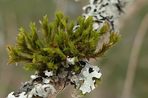 Showy Bristle Moss