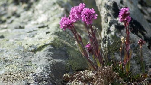 Alpine Catchfly