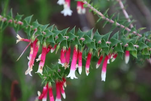 Fuchsia Heath