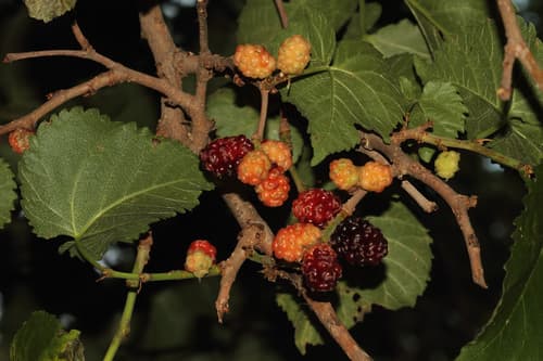 Black Mulberry Bonsai