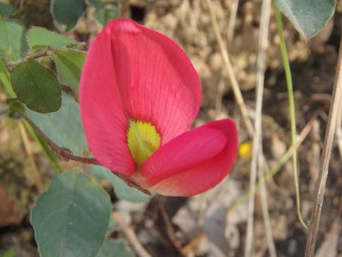 Running Postman Flower