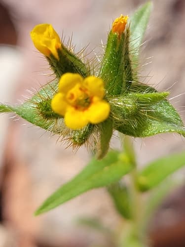 Bristly Fiddleneck
