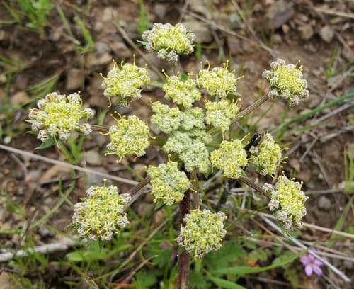 woollyfruit desertparsley