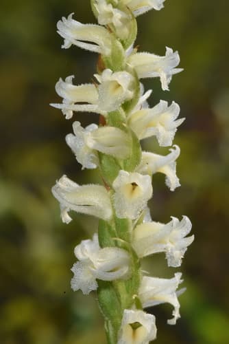 yellow nodding ladies' tresses