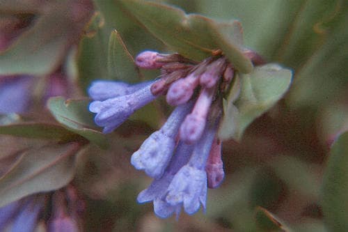 Sagebrush Bluebell