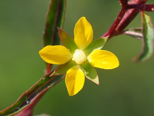 Yerba de Jicotea Flower