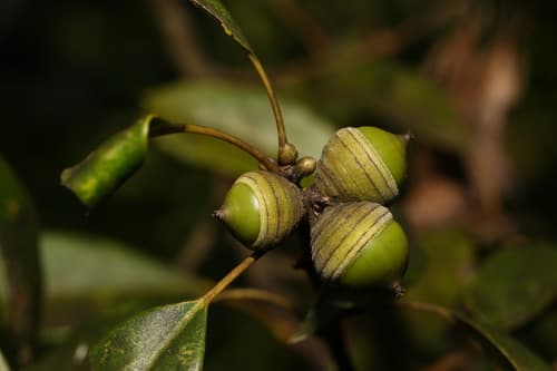 Ring-cupped Oak Bonsai