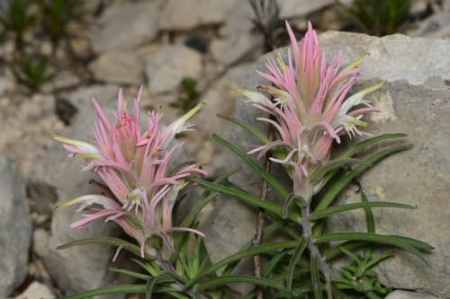 Downy Painted-cup Bonsai