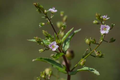 chain speedwell