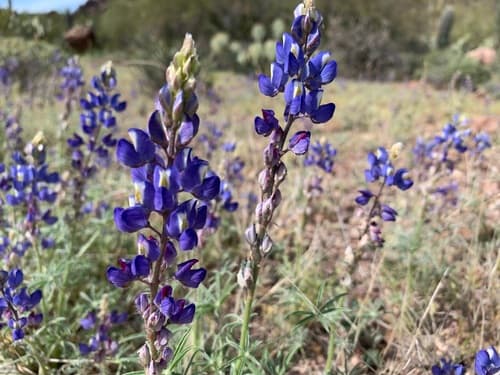 Coulter's Lupine