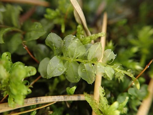 Many-fruited Thyme-moss