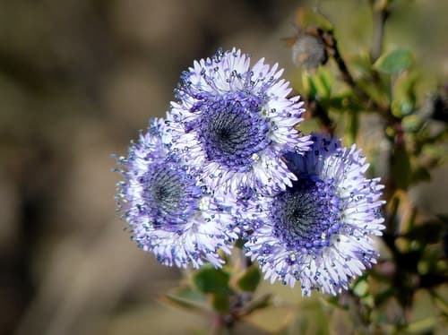 Shrubby Globularia Bonsai