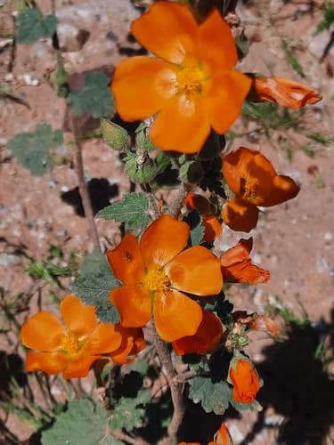 Coulter's Globemallow