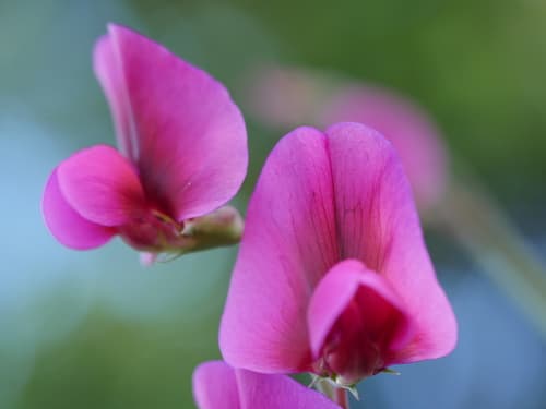 Tangier Pea Flower