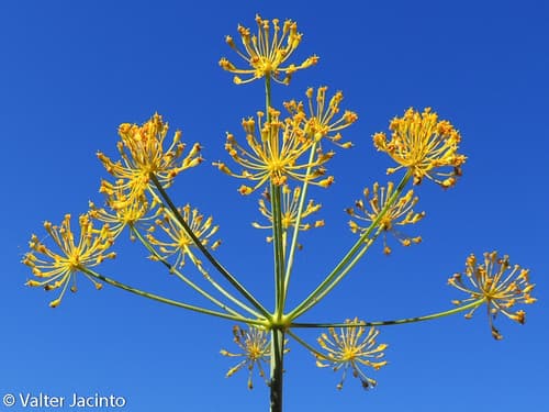 Villous Deadly Carrot