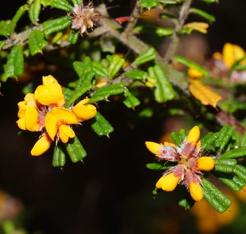 Rough Bush-pea Bonsai