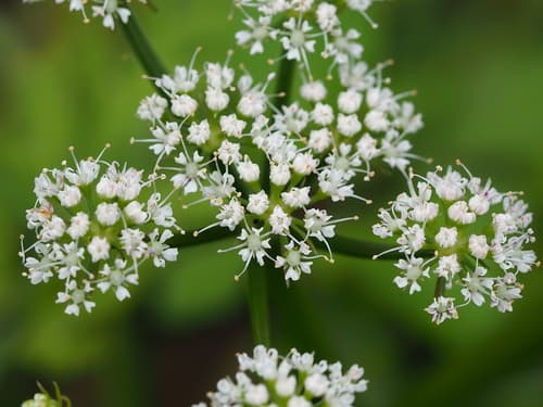 Java Water-dropwort Bonsai