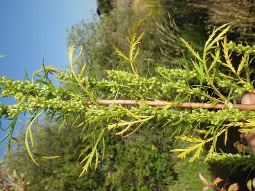 Biennial Wormwood Plant (Not a Bonsai)