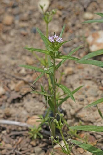 narrow-leaf mountain trumpet