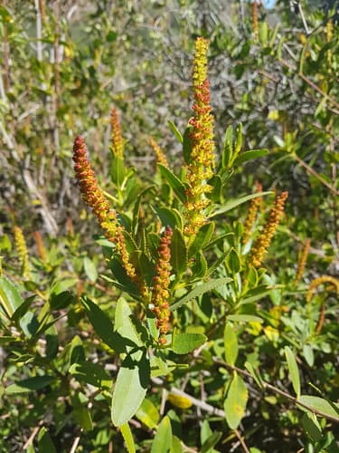 Colliguaja odorifera Bonsai
