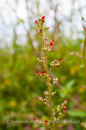 Water Figwort
