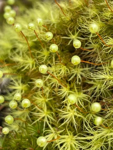 Common Apple-moss Bonsai