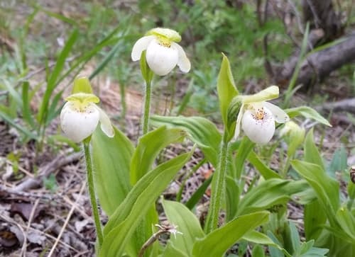 Sparrow's-egg Lady's Slipper
