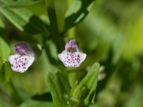South American Skullcap