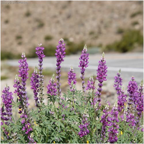Arizona Lupine