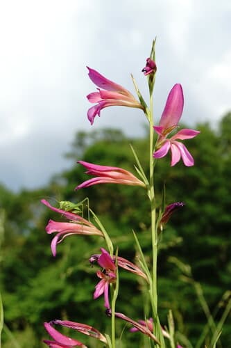 Field Gladiolus