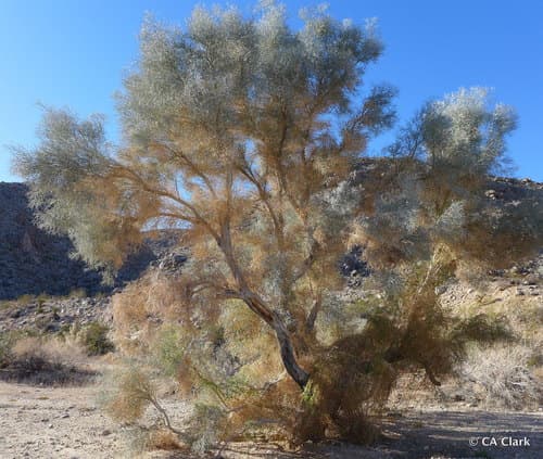 Desert Smoketree Bonsai