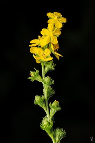 Roadside Agrimony Bonsai