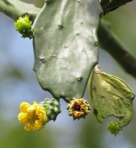 Brasiliopuntia brasiliensis