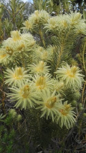 Featherhead Hardleaf