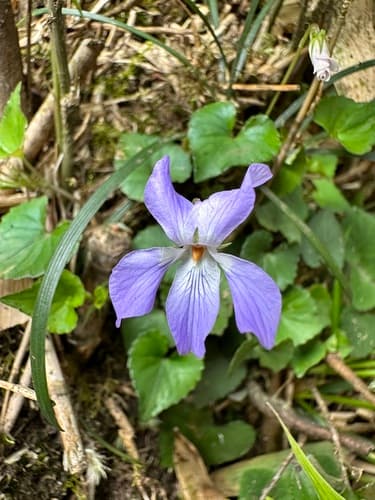Cyclamen-leaf Violet