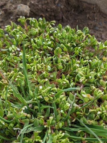 Common Purslane (Uncultivated)