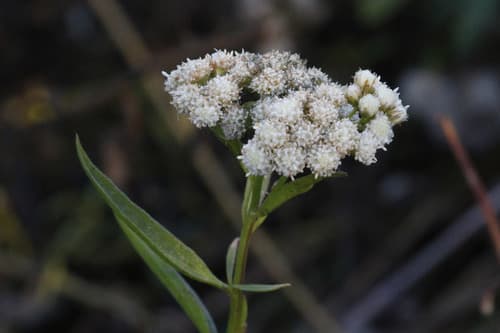 Marsh Baccharis