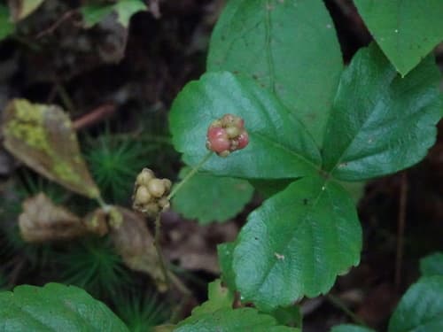 Swamp Dewberry